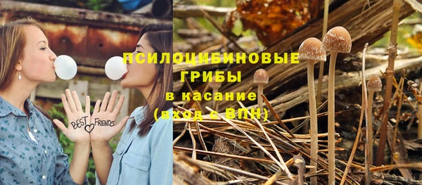 прущие грибы Алзамай